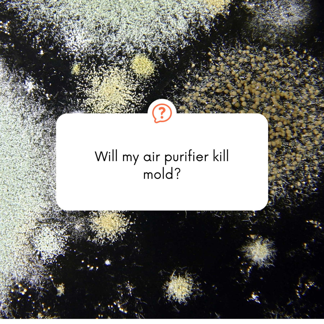 What Kind of Air Purifier Kills Mold?