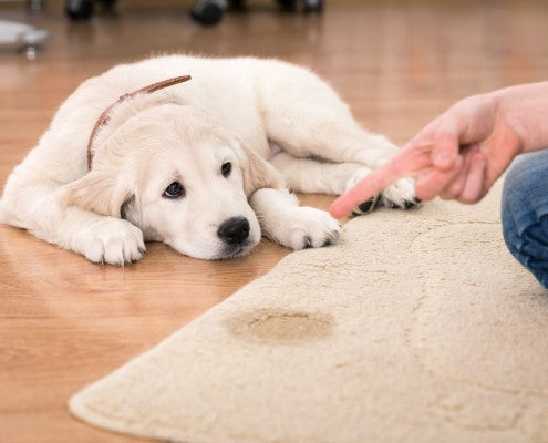 WOW! Stain Eliminator Towelette 20 Pack - Edenpure.com